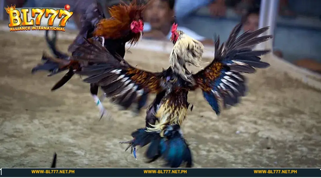 Learn a little about BL777 Sabong online entertainment